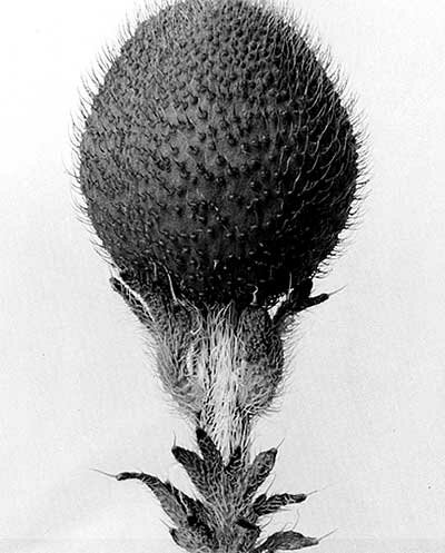 Karl Blossfeldt: Photographs