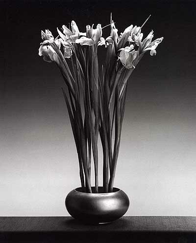 Robert Mapplethorpe: Irises, 1980